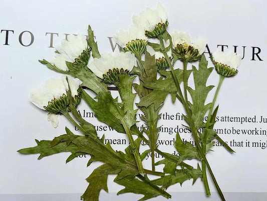 Pressed White Daisy Chrysanthemum, Dried Flower Set (10pcs)
