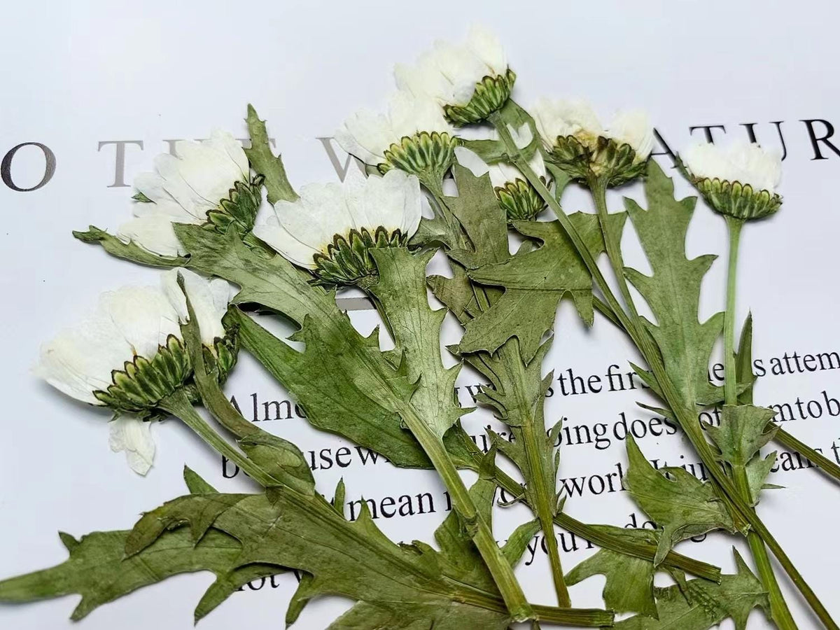 Pressed White Daisy Chrysanthemum, Dried Flower Set (10pcs)