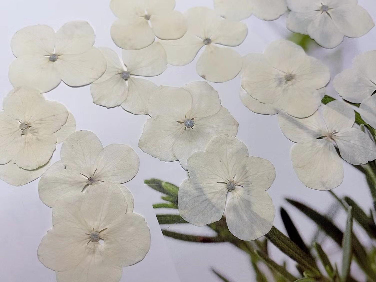 Pressed Flowers,White Pressed Flowers,Set of 12 PCS, Pressed dried flower,Flat Flowers,Hydrangea dried flower petals,flower