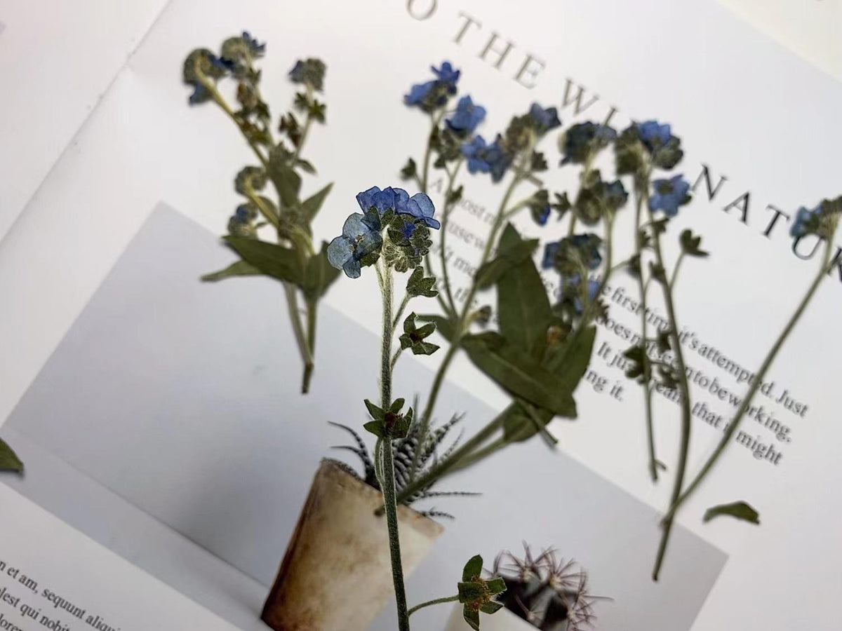 Pressed Forget-Me-Not Flowers: Dried Blue Wildflower Set (12 PCS)