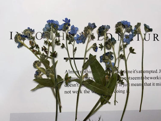 Pressed Forget-Me-Not Flowers: Dried Blue Wildflower Set (12 PCS)