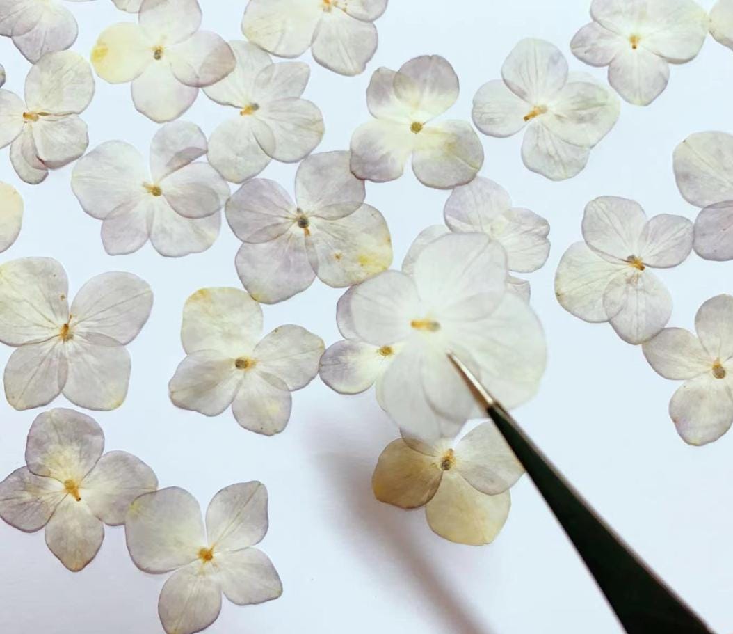 Light Purple Pressed Hydrangea Flowers - Set of 12