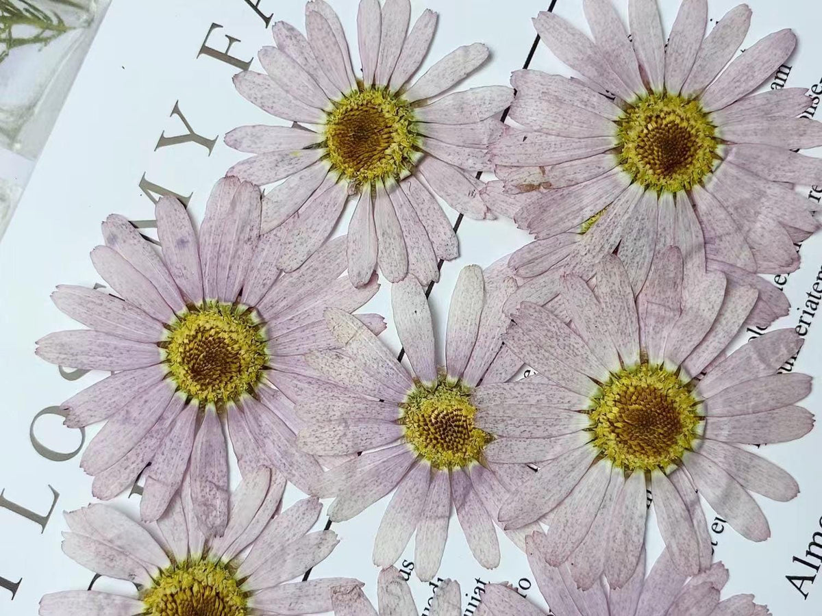 Pressed Purple Marguerite Daisy Flowers - 8 PCS Real Dried Flowers