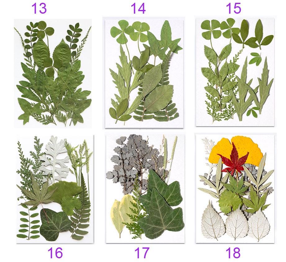 Real Pressed Leaves: Dried Botanical EmbellishmentsPressed dry flowers