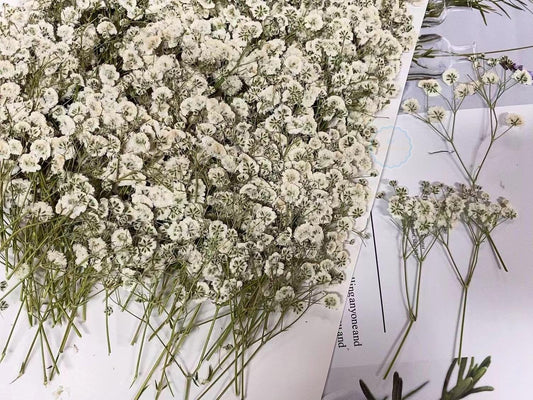 Wedding Flowers Invitaion,20 PCS/PACK White Baby's Breath Dried Pressed Flowers,Dried Real flat Flowers,Dry White Flowers(6-8CM)