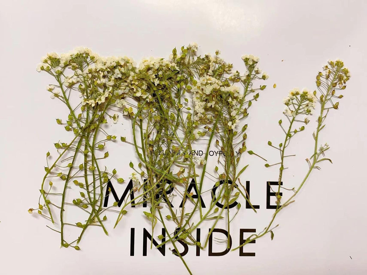 White Pressed Alyssum Flowers: Set of 12 Dried Flower Stems