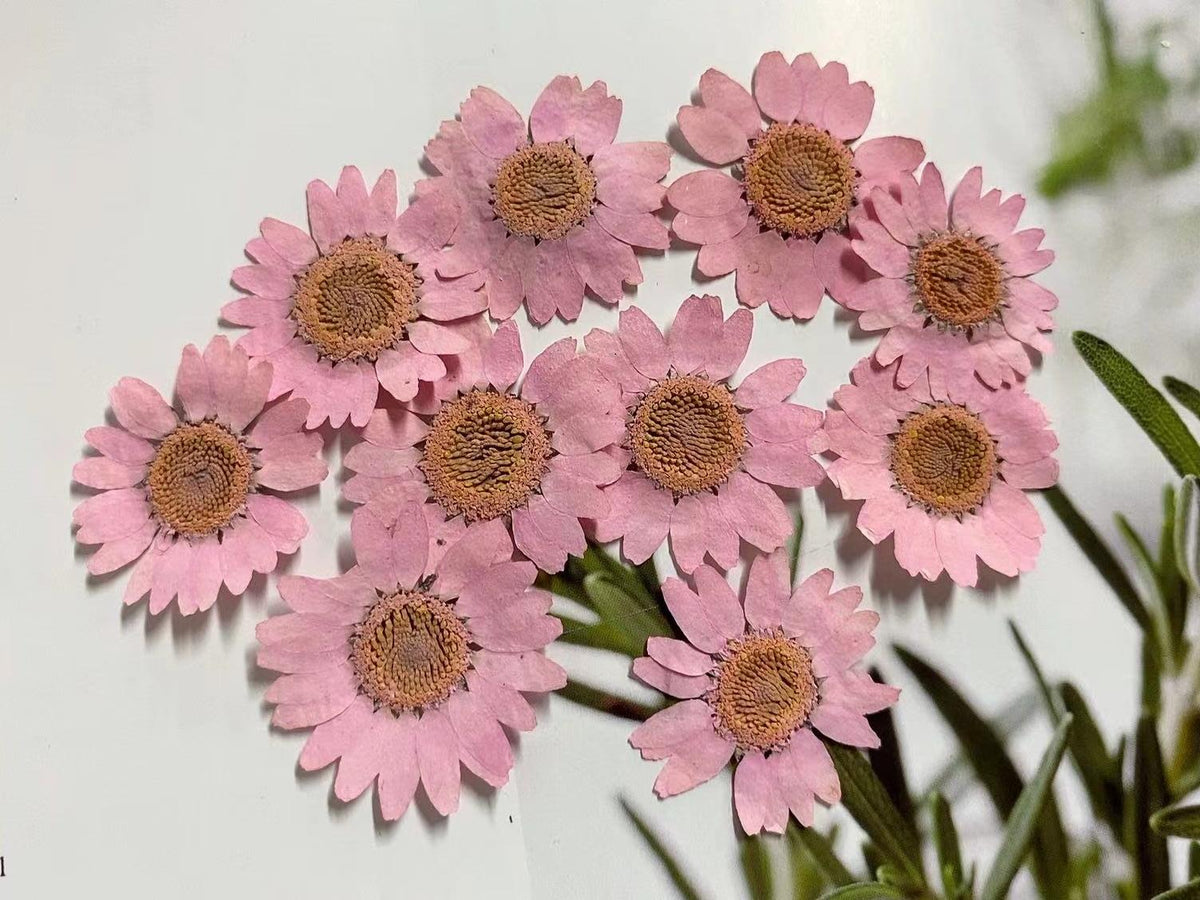 Pink Pressed Chrysanthemum Flowers: Resin Art Supplies, 12 PCS