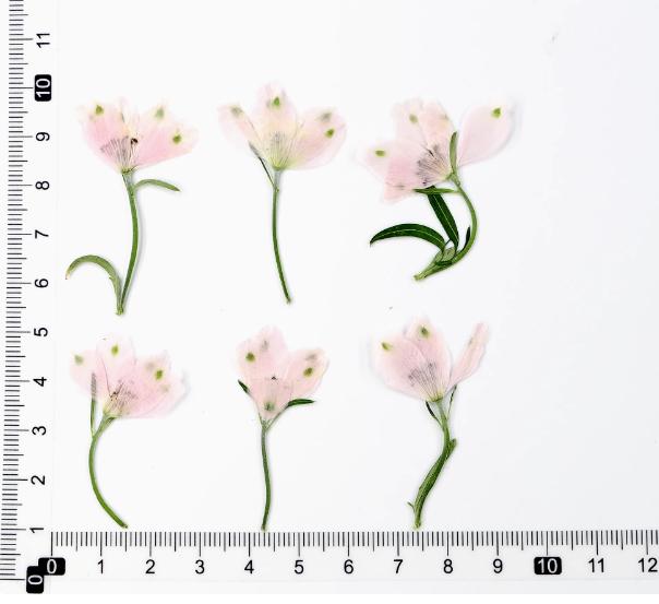 Pressed flowers,Light Pink Pressed flowers,dry flower stems,6 PCS/pack,dry Pressed flowers,dried flower,Pink Dried Pressed flower