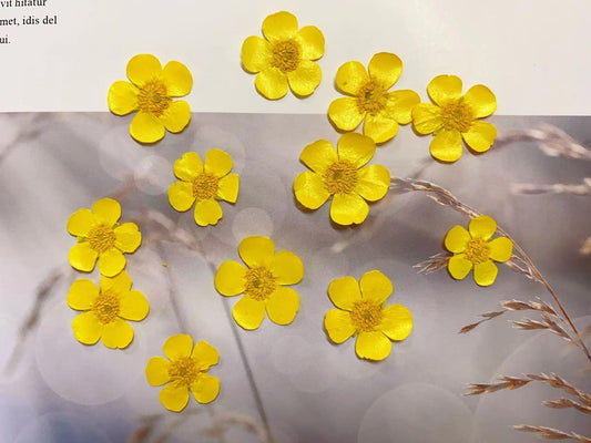 Set of 12 PCS,Pressed flower,Pressed Buttercups Flat Flower,Yellow Pressed Flowers,dried flower petals,Small dried Yellow flowers(2-2.5cm)