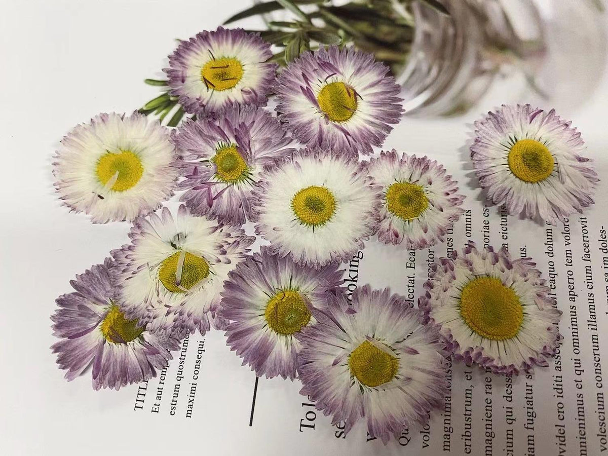 pressed Daisy flowers,A Pack of 6 PCS dried Pressed flowers,dried flower,Real Dried Pressed flowers,Big Purple,White Daisies