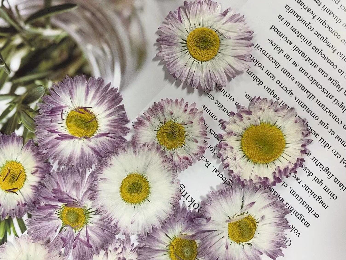pressed Daisy flowers,A Pack of 6 PCS dried Pressed flowers,dried flower,Real Dried Pressed flowers,Big Purple,White Daisies