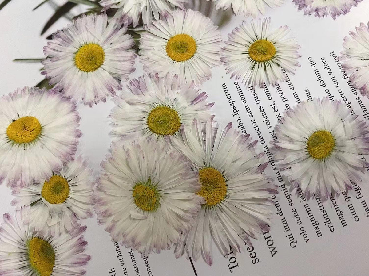 Larger pressed Daisy flowers,White Daisies 6 PCS /Pack dried Pressed flowers,dried flower,Real Dried Pressed flowers,Purple,White Daisies