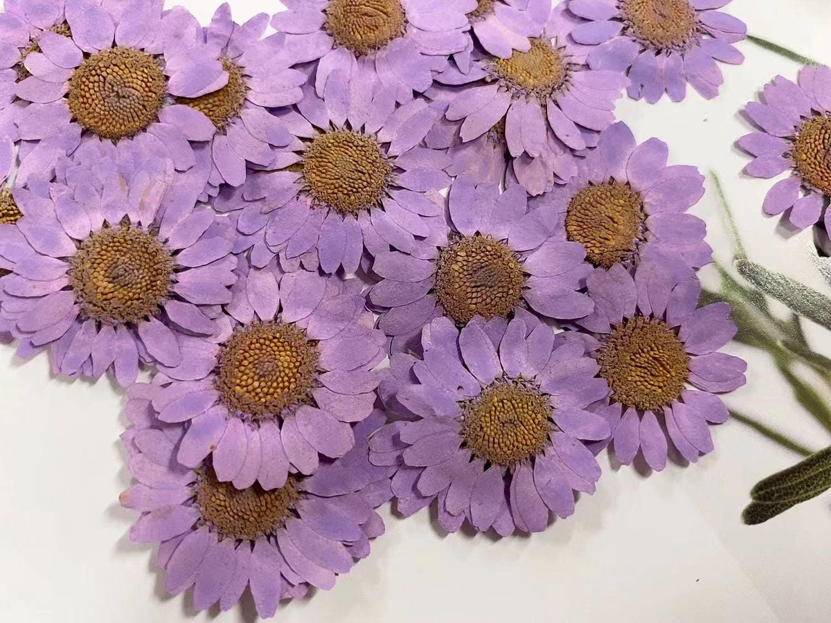 Purple Chrysanthemum Pressed Flowers - Resin Art Supplies (12 PCS/Pack)