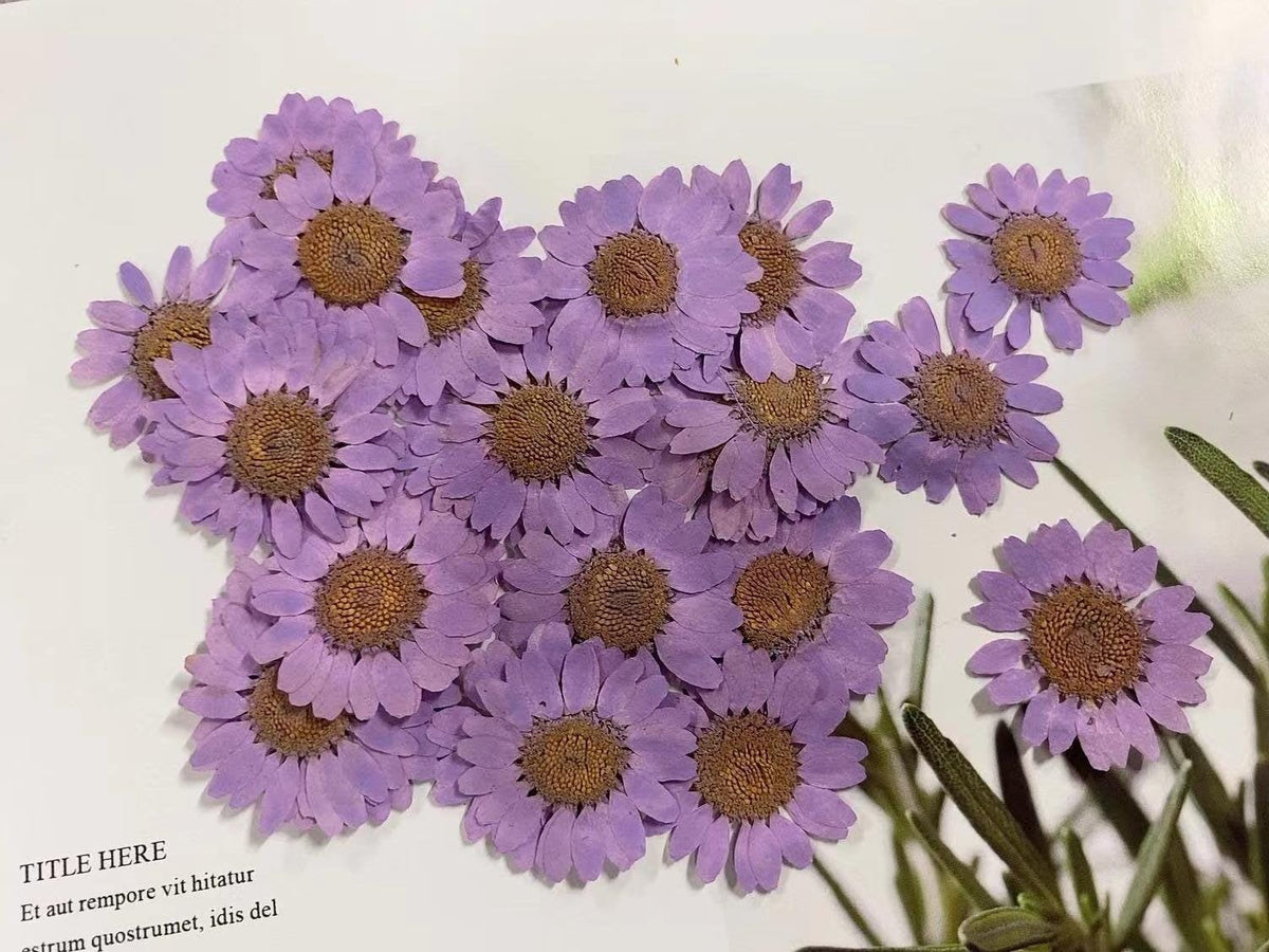 Purple Chrysanthemum Pressed Flowers - Resin Art Supplies (12 PCS/Pack)