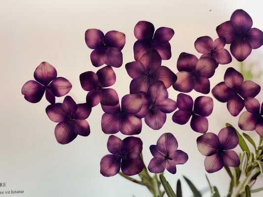 Pressed flower,purple Pressed Hydrangea,dried flower,Set of 100 PCS,Real purple dried flower petals,dried purple flowers