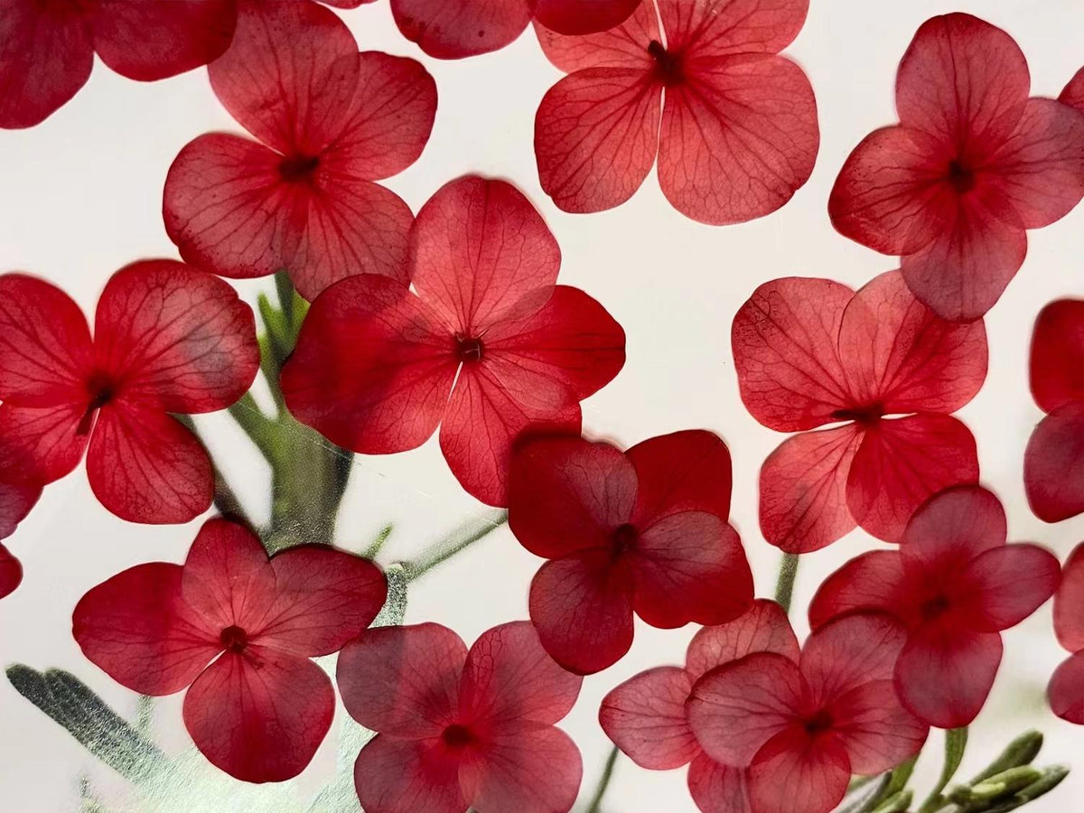 Pressed Flowers,Red Pressed Flowers,Set of 12 PCS, Pressed dried flower,Flat Flowers,Hydrangea dried flower petals,flower (2-3cm)