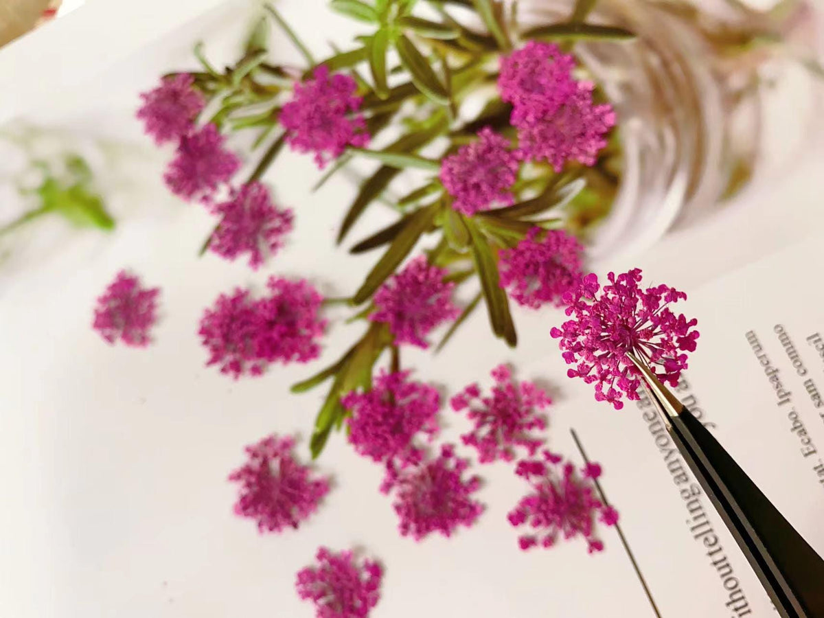 Pressed Rose Lace Flowers: Dried Flat Wildflowers, 12 Pcs dry flower,Pressed flowers