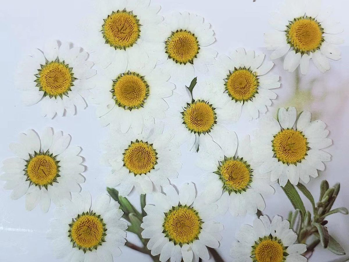 Pressed White Daisy (3 sizes) 12pcs/pack small Dry Flower Preserved White Daisies Dried Flat Wild flowers (2-2.5cm) (2.5-3cm) (3-3.5cm)