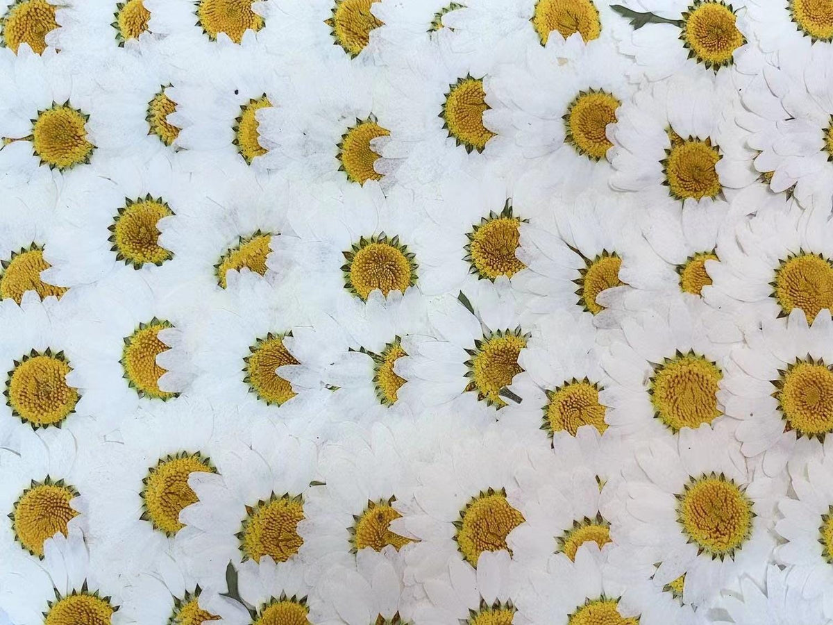 Pressed White Daisy (3 sizes) 12pcs/pack small Dry Flower Preserved White Daisies Dried Flat Wild flowers (2-2.5cm) (2.5-3cm) (3-3.5cm)