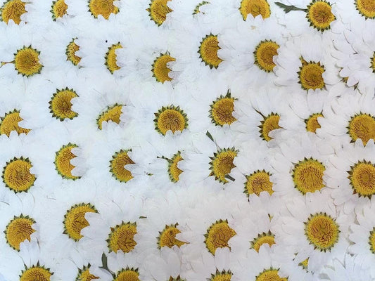 Pressed White Daisy (3 sizes) 12pcs/pack small Dry Flower Preserved White Daisies Dried Flat Wild flowers (2-2.5cm) (2.5-3cm) (3-3.5cm)