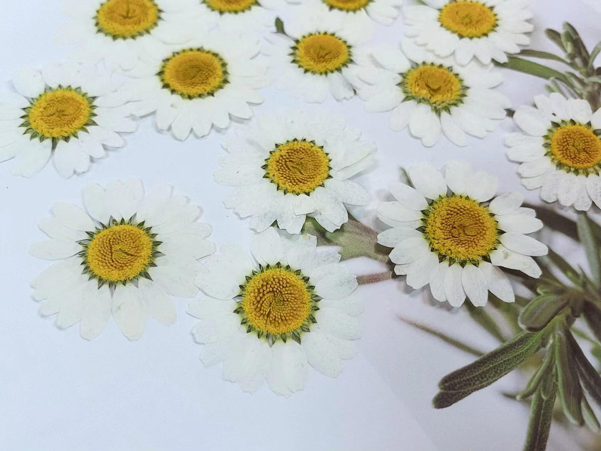 Pressed White Daisy (3 sizes) 12pcs/pack small Dry Flower Preserved White Daisies Dried Flat Wild flowers (2-2.5cm) (2.5-3cm) (3-3.5cm)