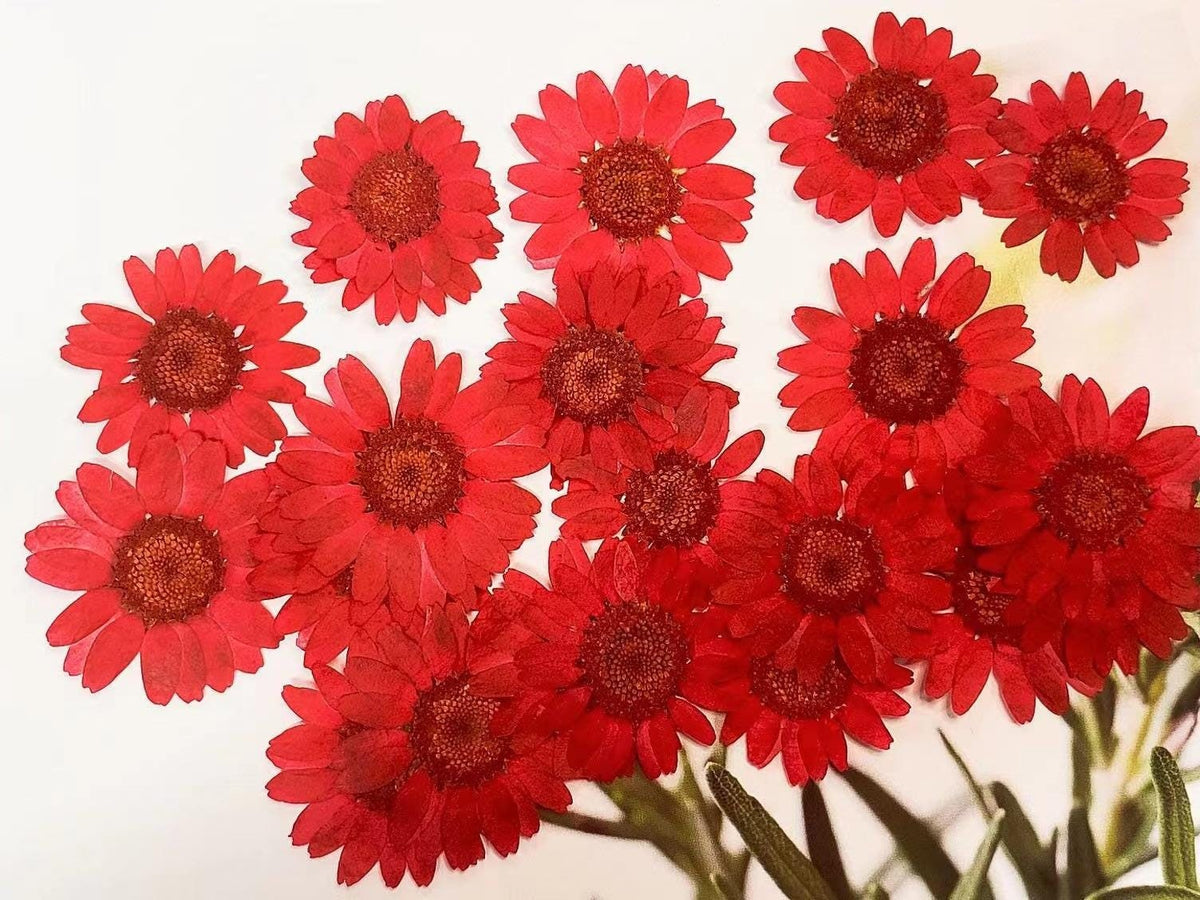 pressed flowers,red pressed flowers,12 PCS/Pack,red flower,Dried flower,resin art artist,Chrysanthemum pressed flower,flower