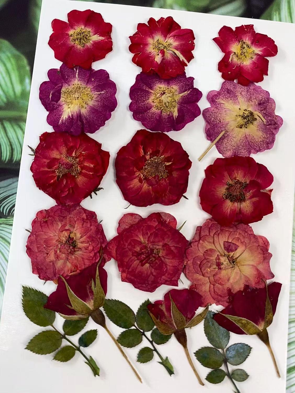 Pressed Red Rose Flowers: 18 PCS Real Dried Roses