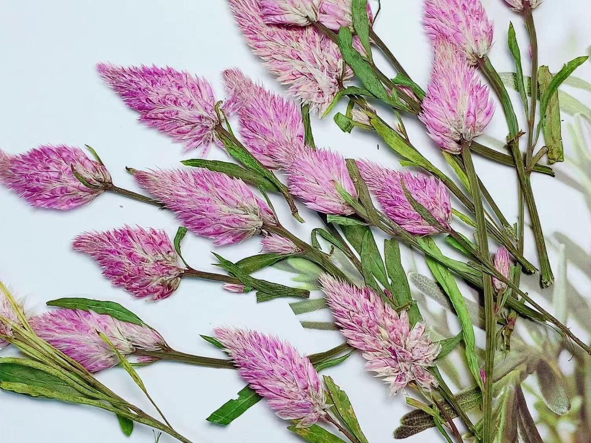 pressed flowers,Pink pressed flowers,dried flower,A Pack of 8 PCS, pink flower,resin flowers, Scrapbook flowers