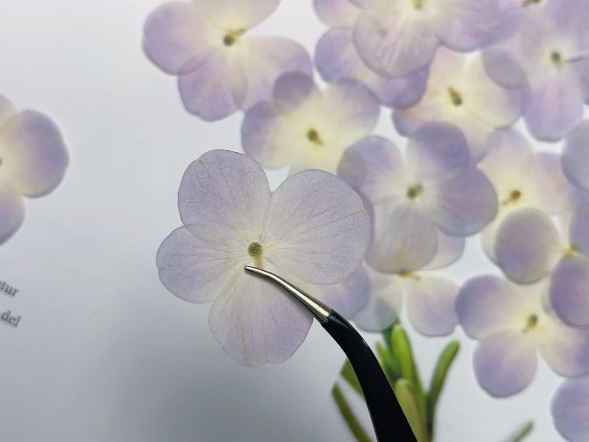 100 Pressed Hydrangea Flowers: Purple & White Real Flower Petals