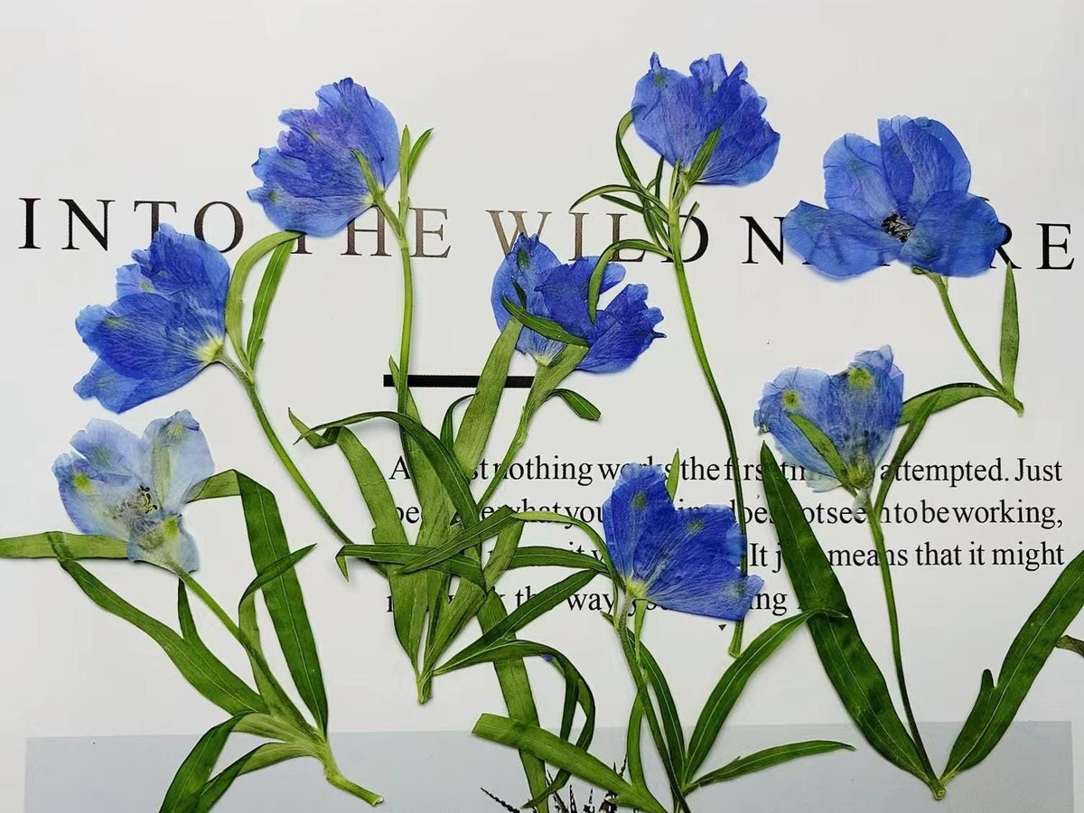 Resin dried flower,Pressed flowers,6 PCS/Pack Dried Pressed blue Flower,flower Stems Real Pressed  Flowers,dried flower