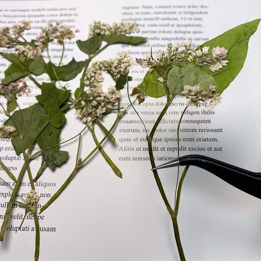 Pressed Buckwheat Flowers: Light Pink & White Stems (6 PCS)