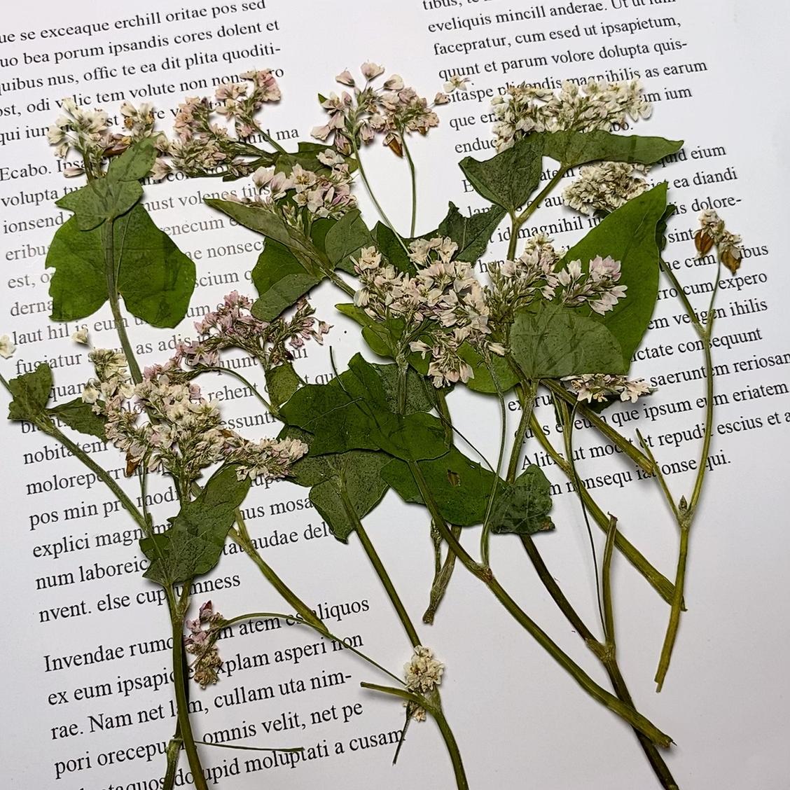 Pressed Buckwheat Flowers: Light Pink & White Stems (6 PCS)