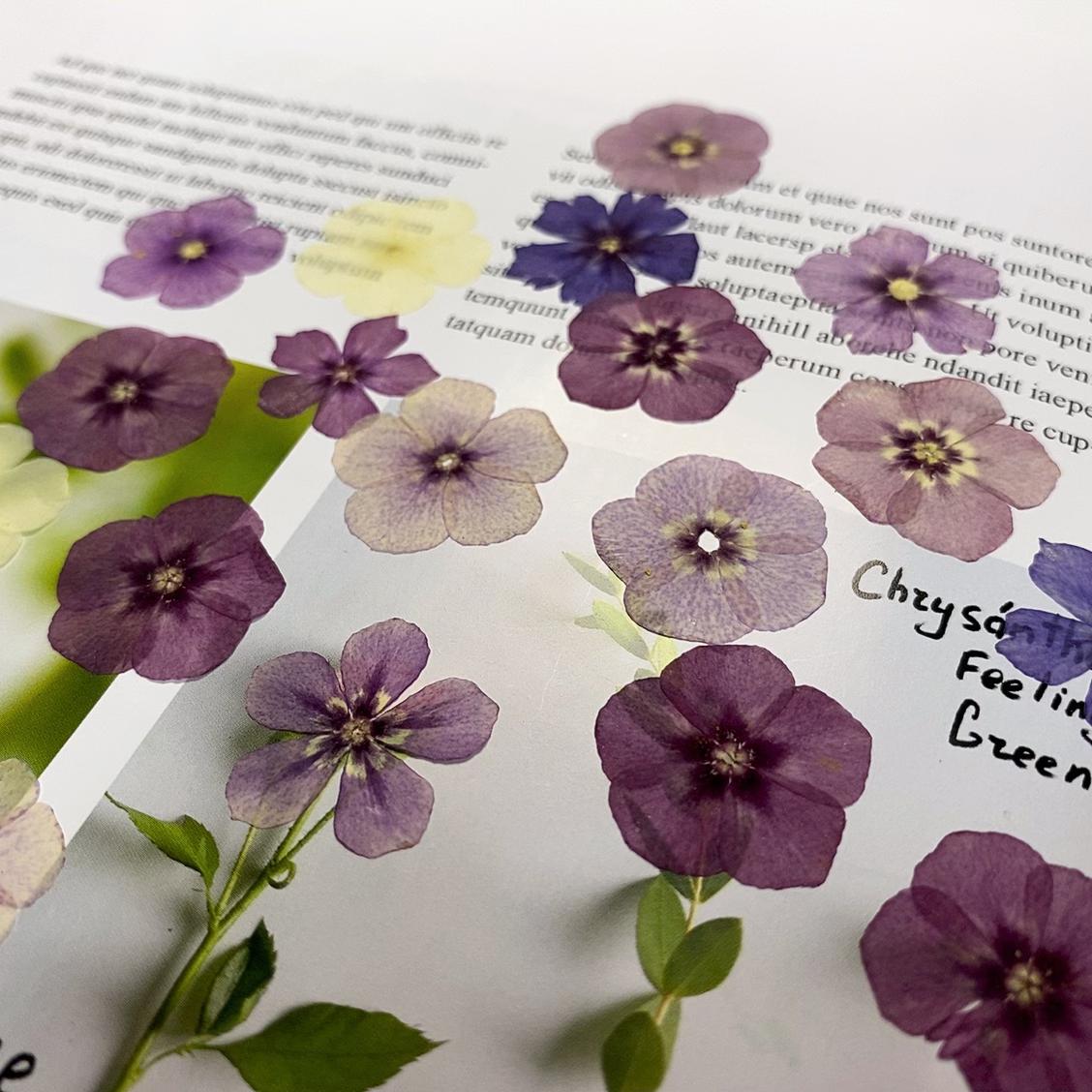 Mixed Color Pressed Phlox Flowers - 12 pcs Dried Wildflowers