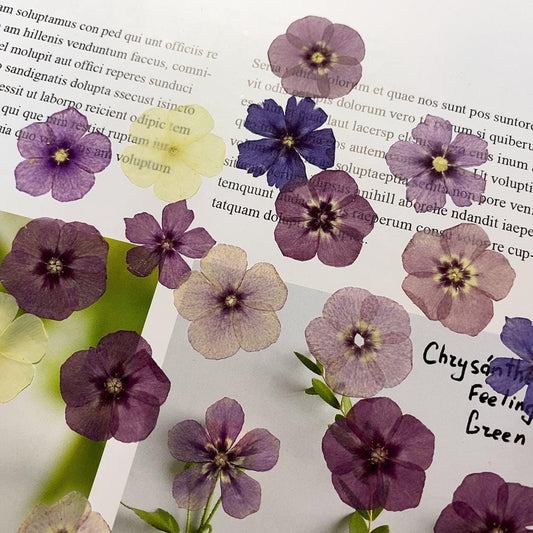Mixed Color Pressed Phlox Flowers - 12 pcs Dried Wildflowers