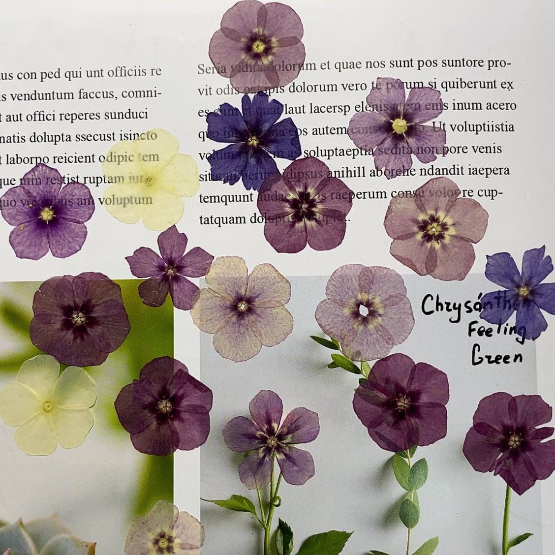 Mixed Color Pressed Phlox Flowers - 12 pcs Dried Wildflowers