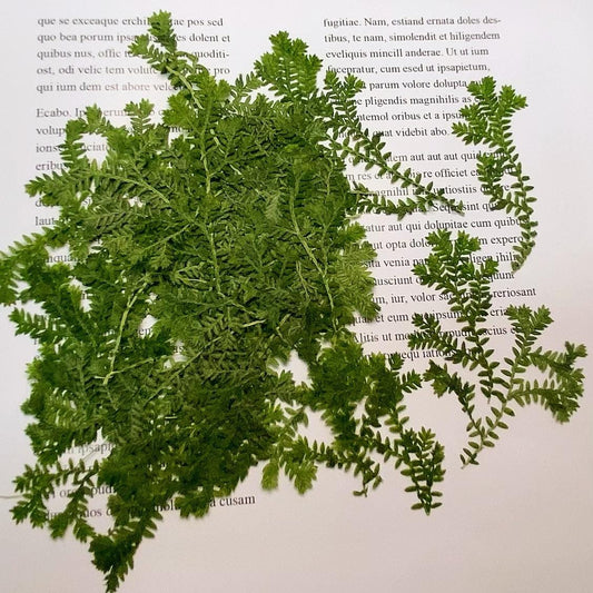 Pressed flowers for resin Green Cloud Grass 12 PCS/Pack Real Pressed Leaves,Dried Pressed Flower Green Dry leaf, dryGreen leaf