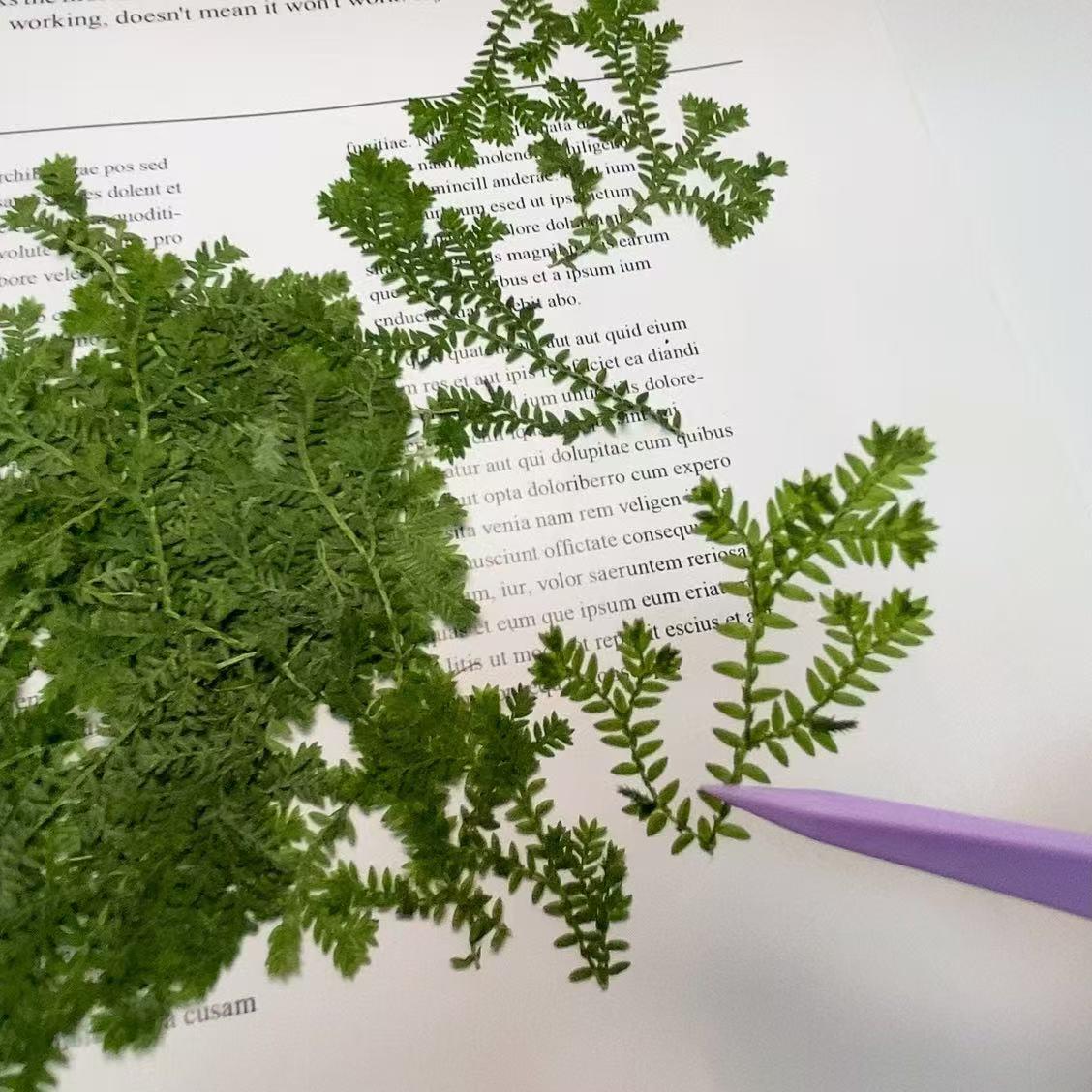 Pressed flowers for resin Green Cloud Grass 12 PCS/Pack Real Pressed Leaves,Dried Pressed Flower Green Dry leaf, dryGreen leaf