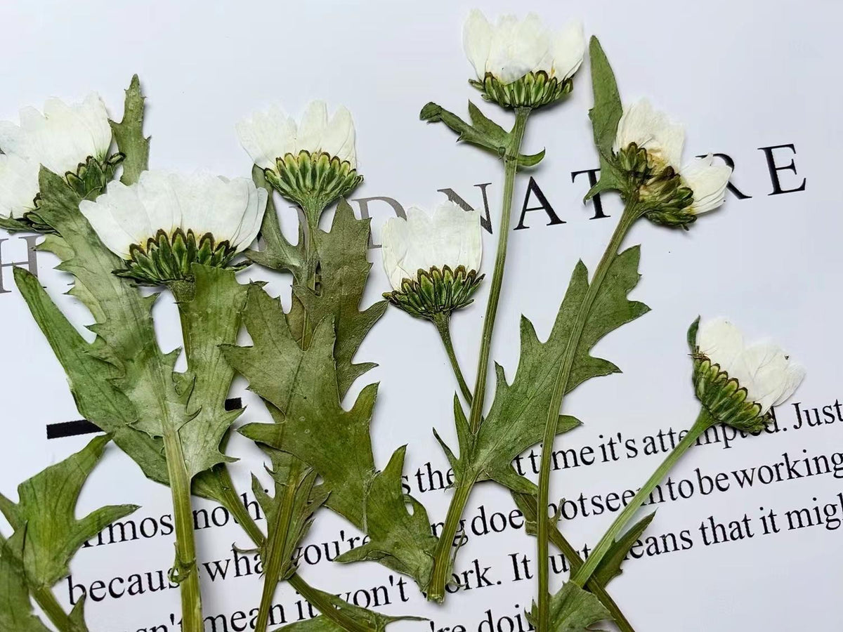 Pressed White Daisy Chrysanthemum, Dried Flower Set (10pcs)