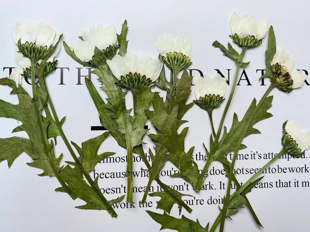 Pressed White Daisy Chrysanthemum, Dried Flower Set (10pcs)