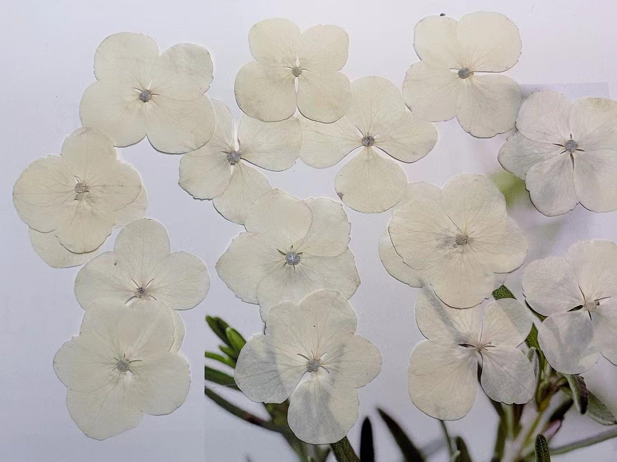 Pressed Flowers,White Pressed Flowers,Set of 12 PCS, Pressed dried flower,Flat Flowers,Hydrangea dried flower petals,flower