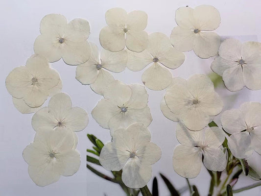 Pressed Flowers,White Pressed Flowers,Set of 12 PCS, Pressed dried flower,Flat Flowers,Hydrangea dried flower petals,flower
