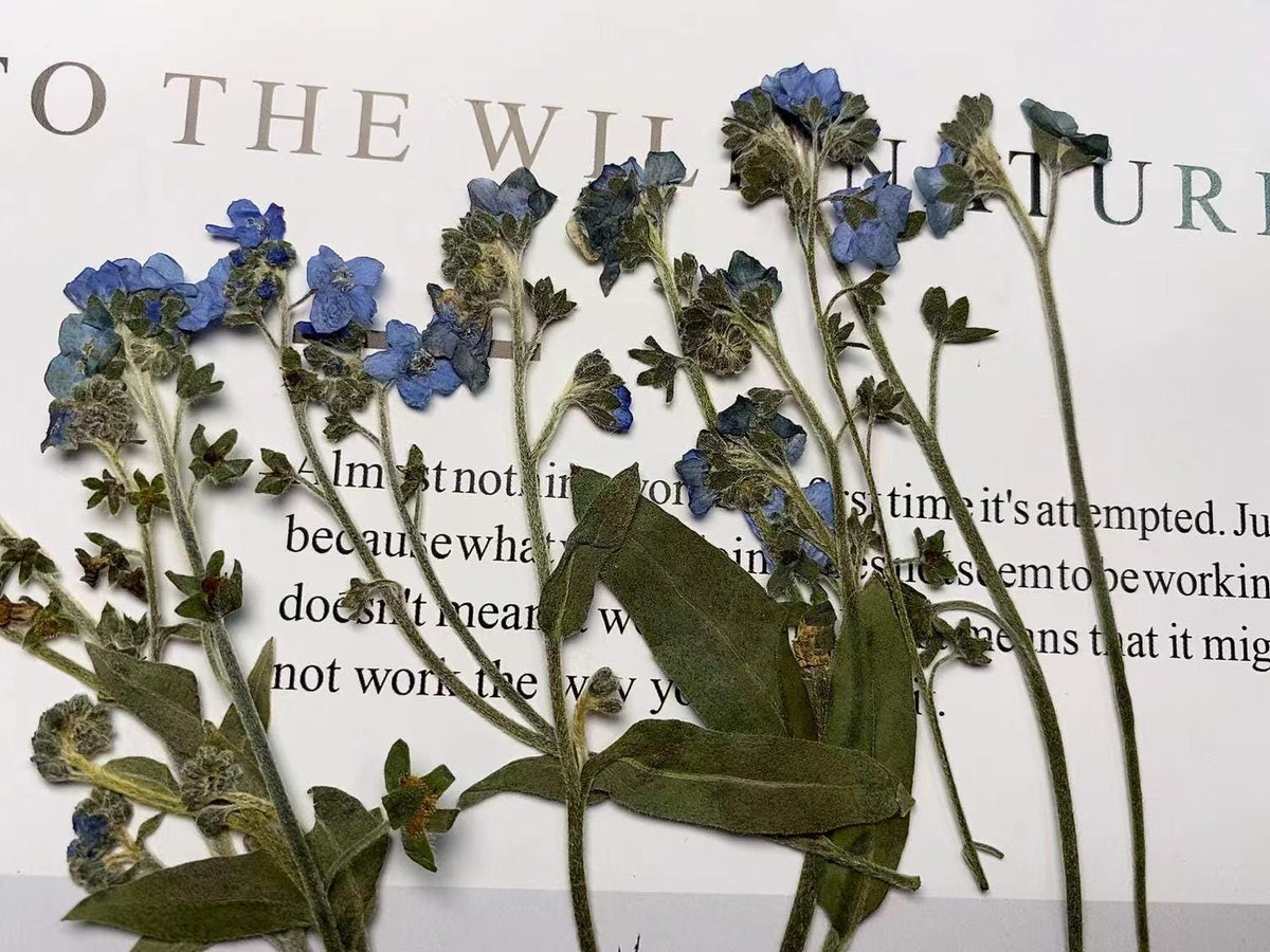Pressed Forget-Me-Not Flowers: Dried Blue Wildflower Set (12 PCS)