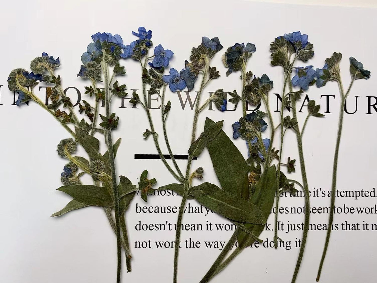 Pressed Forget-Me-Not Flowers: Dried Blue Wildflower Set (12 PCS)