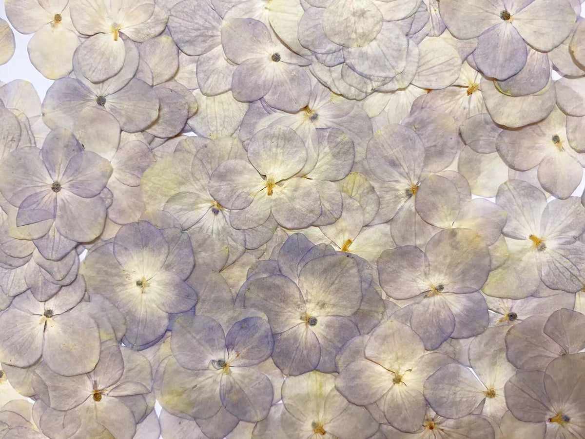 Light Purple Pressed Hydrangea Flowers - Set of 12