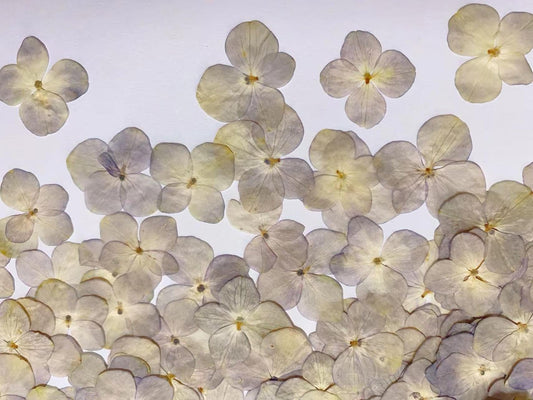 Light Purple Pressed Hydrangea Flowers - Set of 12