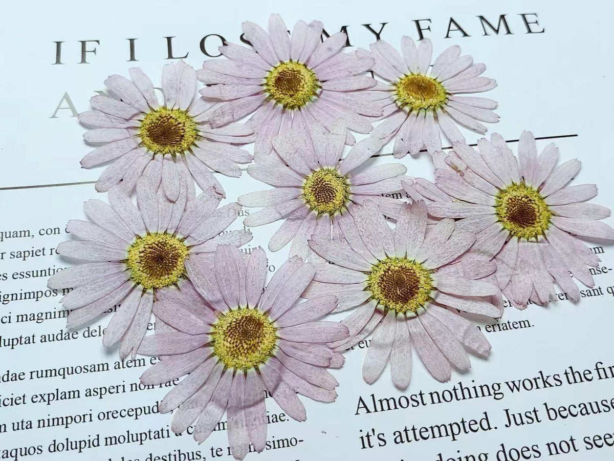 Pressed Purple Marguerite Daisy Flowers - 8 PCS Real Dried Flowers