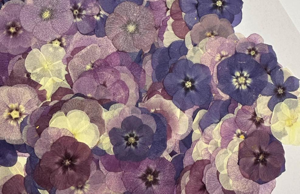 Pressed Phlox 12 pcs/pack small Dry Flower Preserved Mix pink purple colour Real flat Dried Flat Wild flowers