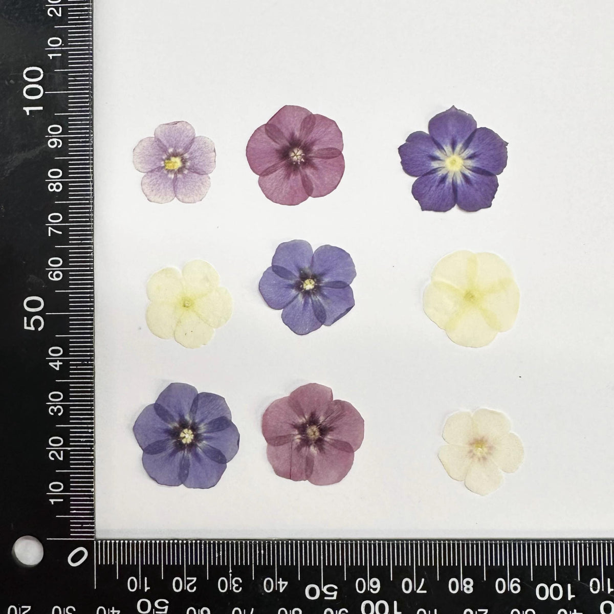Pressed Phlox 12 pcs/pack small Dry Flower Preserved Mix pink purple colour Real flat Dried Flat Wild flowers