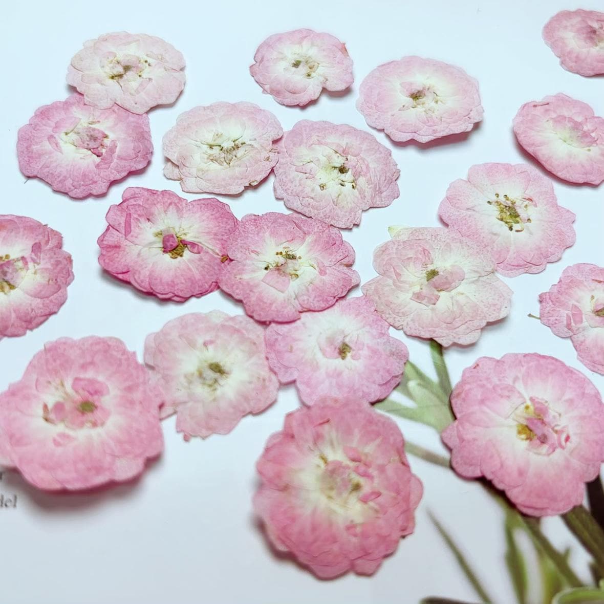 Rose Pressed flowers,A Pack of 8 PCS dried Pressed flowers,dried flower,pale pink rose Dried Pressed flowers ,pale pink rose Holiday gifts