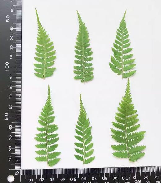 10 PCS Pressed Fern Leaves, Green Foliage Stems (3-5cm)